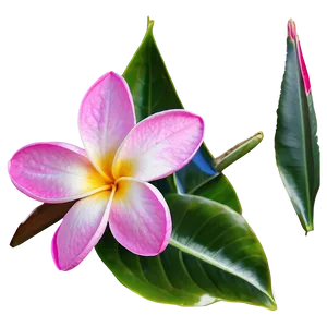 Plumeria Outline PNG 61