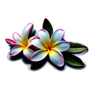 Plumeria Outline PNG Ict