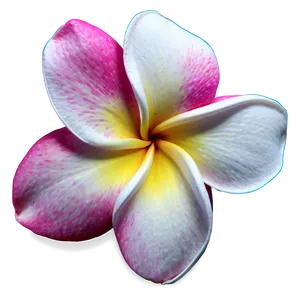 Plumeria Sunset PNG 06272024