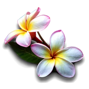 Plumeria Sunset PNG Lav