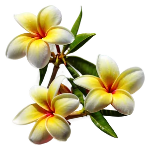 Plumeria Sunset PNG Ufk