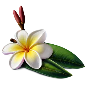 Plumeria Vector PNG 06272024
