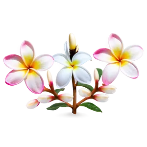 Plumeria Vector PNG Isa84 PNG
