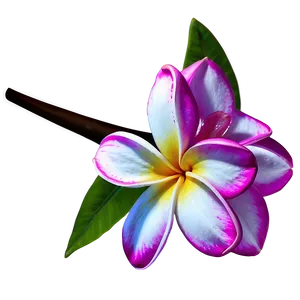 Plumeria Vector PNG Xxi
