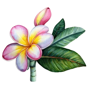 Plumeria Watercolor Png 06272024 PNG image