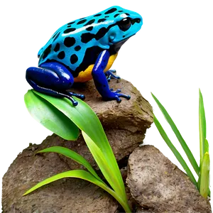 Poison Dart Frog Habitat PNG Rkl65 PNG
