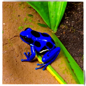 Poison Dart Frog Survival Strategy PNG Htj28 PNG