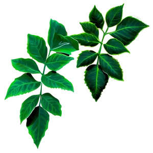 Poison Ivy Plant Png 62 PNG image