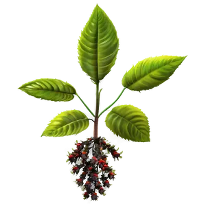 Poisonous Plant PNG Tnw38