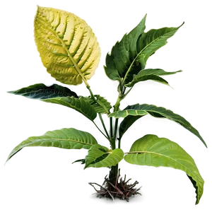 Poisonous Plants PNG 05042024