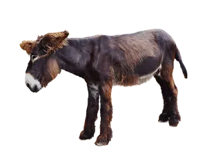 Poitou Donkey Standing Profile PNG