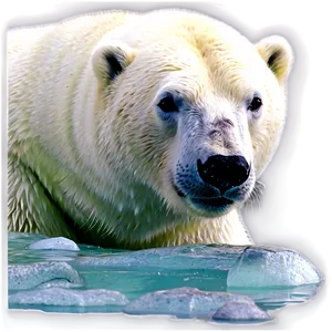 Polar Bear And Seal PNG 70 PNG