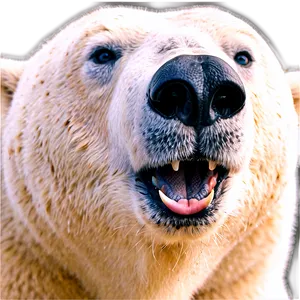 Polar Bear Face Image Png 06292024 PNG image