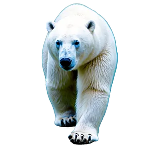 Polar Bear Graphic Png 40 PNG image