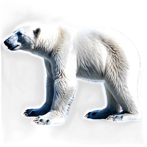 Polar Bear Graphic PNG 76