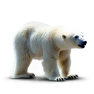 Polar Bear Graphic PNG 82