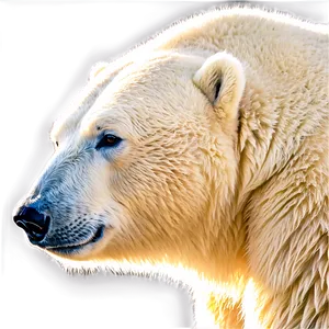 Polar Bear Graphic Png Ckj PNG image