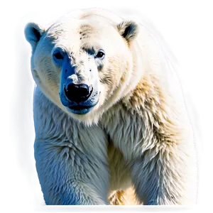 Polar Bear Illustration Png 05062024 PNG image