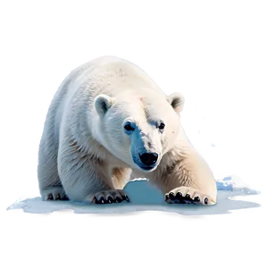Polar Bear Illustration PNG 64
