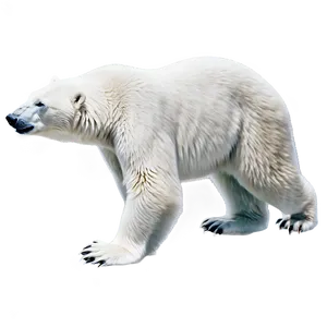 Polar Bear Illustration Png 64 PNG image