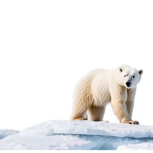 Polar Bear In Arctic Landscape Png 12 PNG image