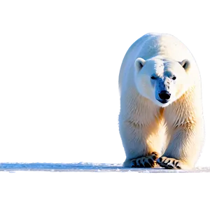 Polar Bear In Arctic PNG 73 PNG