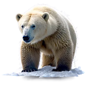 Polar Bear In Blizzard Png 30 PNG image