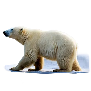 Polar Bear In Blizzard Png Hic PNG image