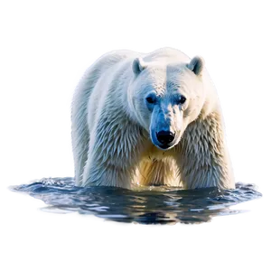 Polar Bear In Cold Water Png 05062024 PNG image