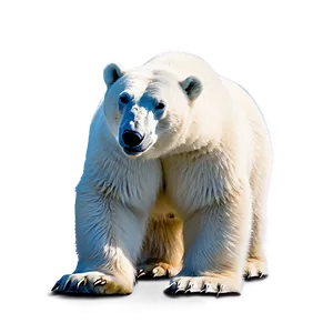 Polar Bear In Habitat Png 05062024 PNG image