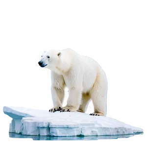 Polar Bear In Habitat Png 66 PNG image