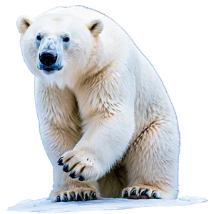 Polar Bear In Snow Png Imo32 PNG image