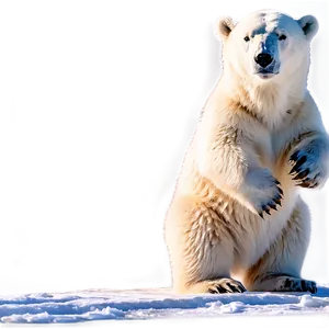 Polar Bear In Sunlight Png Euv PNG image