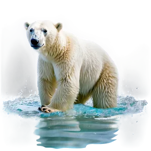Polar Bear In Water Png Ndk78 PNG image