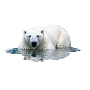 Polar Bear In Water PNG Rde87 PNG
