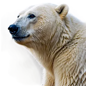 Polar Bear Looking Up Png 60 PNG image