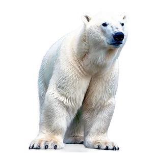 Polar Bear Looking Up Png 71 PNG image