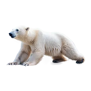 Polar Bear Mother And Cub Png Jlq PNG image