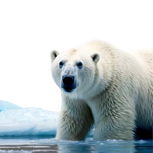 Polar Bear On Ice Flow Png Hju25 PNG image