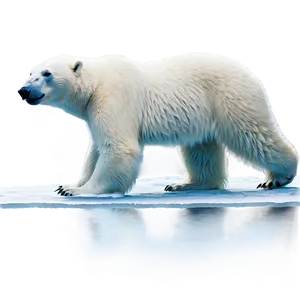 Polar Bear On Ice Flow PNG Isr PNG