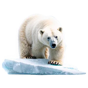 Polar Bear On Iceberg Png Lvx15 PNG image