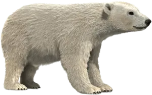 Polar Bear Profile PNG image