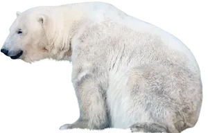 Polar Bear Profile Isolated PNG image