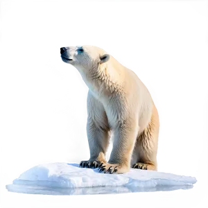 Polar Bear Profile Png 05062024 PNG image
