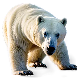 Polar Bear Side View PNG Mid PNG