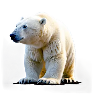 Polar Bear Silhouette PNG 91