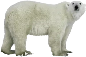 Polar Bear Standing Isolated PNG image