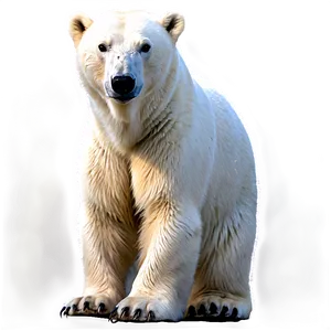 Polar Bear Standing Png 61 PNG image