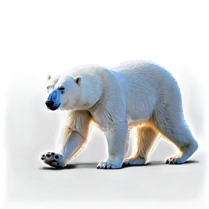 Polar Bear Walking Png 30 PNG image