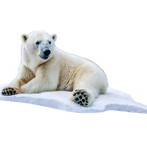 Polar Bear Winter Scene Png Pdc PNG image